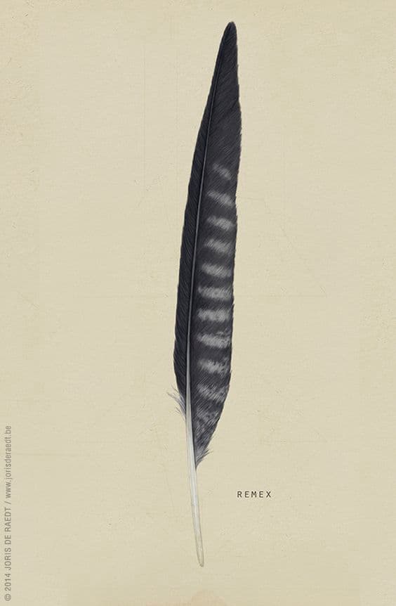 The Feather of Finist the Falcon